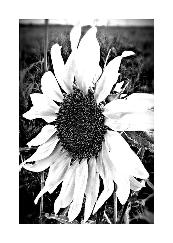 Big single sunflower poster