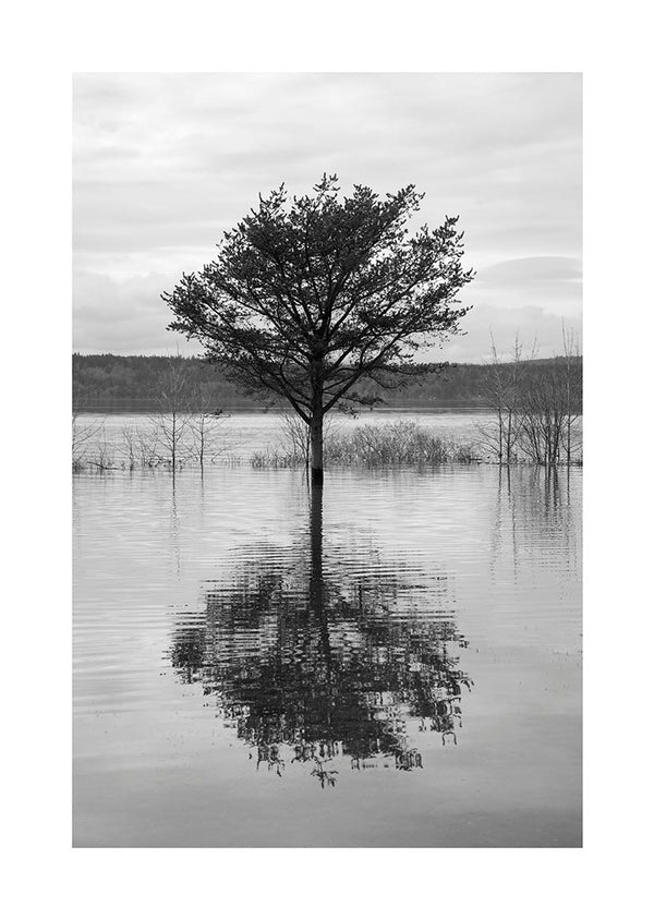 Træ der spejler i søen poster