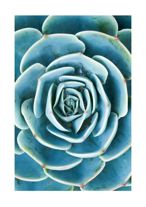 Green Sukkulent poster