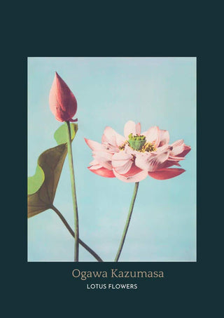 Japanese art print of blooming pink lotus flower and bud, titled "Lotus Flowers" by Ogawa Kazumasa.