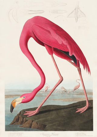 Illustration of a pink flamingo by John James Audubon, bending its neck near a shoreline with other flamingos in the background.
