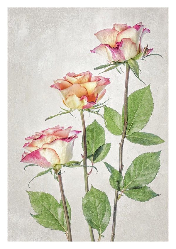 Rosen - Mandy Disher