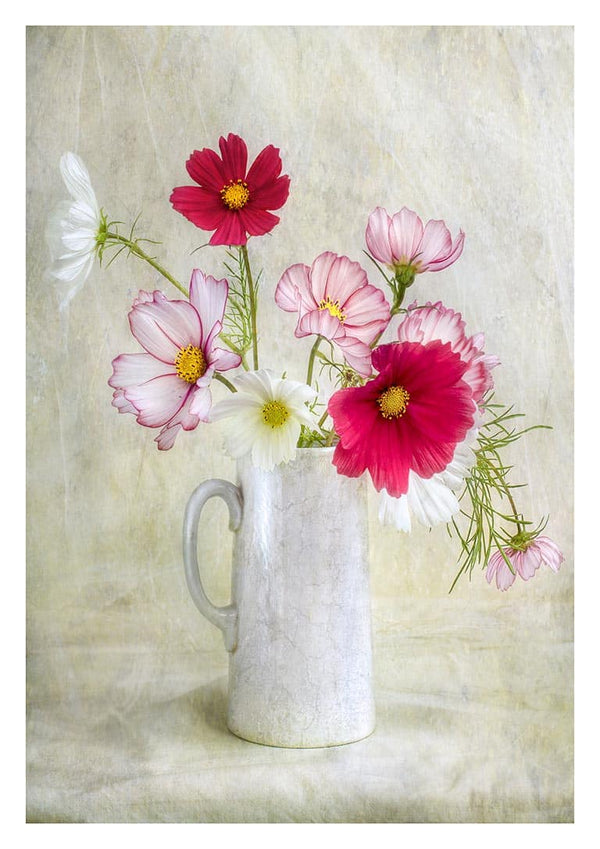 Cosmos Carnival - Mandy Disher