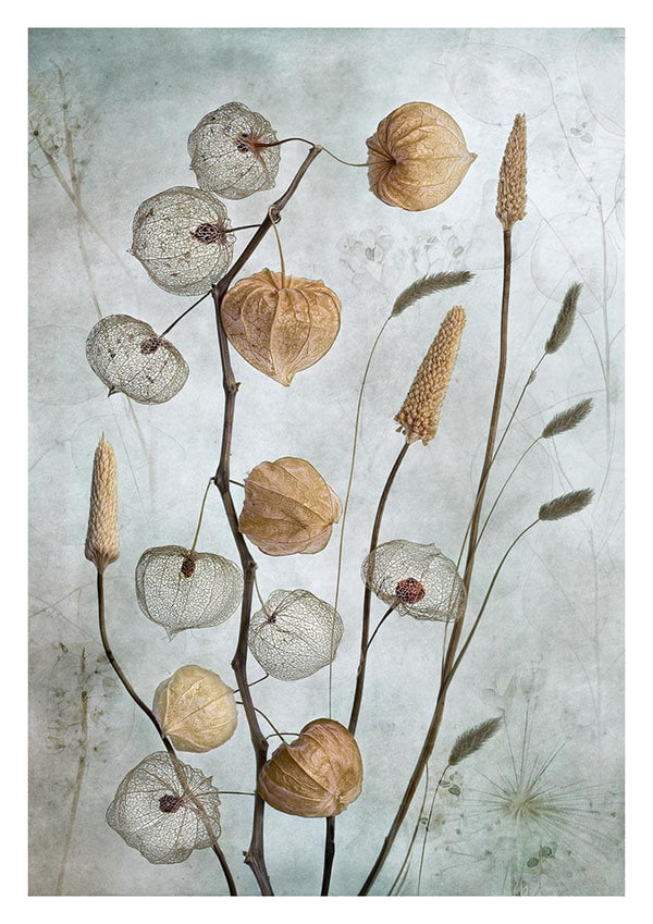 Laternen 02 - Mandy Disher