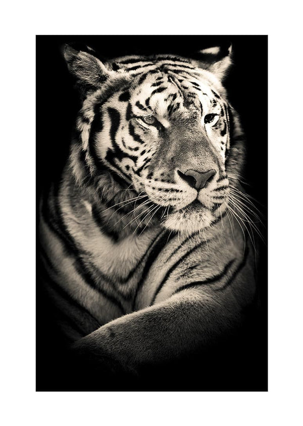 Cool as ice tiger poster