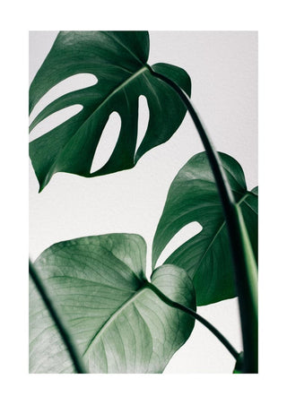 Minimalist poster featuring close-up Monstera leaves with natural green shades against a light background.