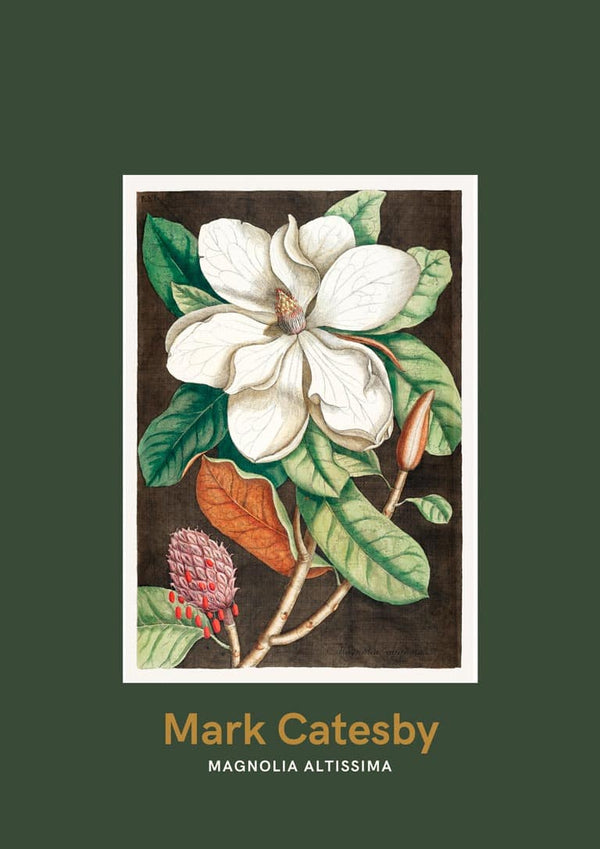 Laurel tree by Mark Catesby japansk kunstposter