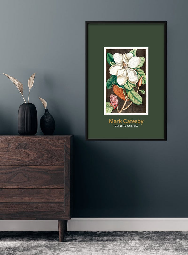 Laurel tree by Mark Catesby japansk kunstposter