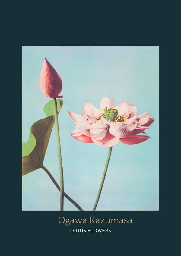 Lotus Flowers by Ogawa Kazumasa japansk kunstposter