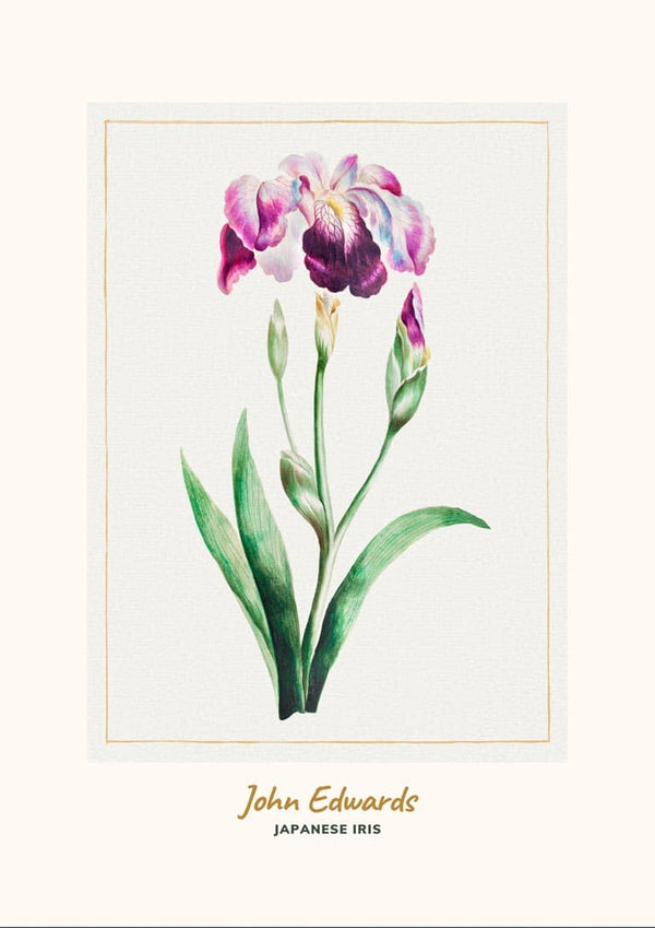 Japanese Iris by John Edwards japansk kunstposter