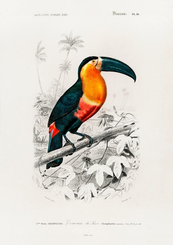 Toucan by Charles Dessalines Poster