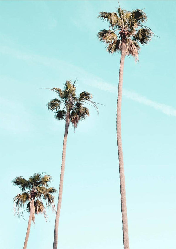 Tall Palms on Beach Poster