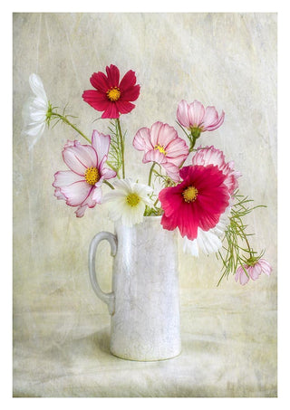 Cosmos Carnival by Mandy Disher featuring pink and white cosmos flowers in a white ceramic jug.